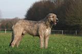 IRISH WOLFHOUND 228